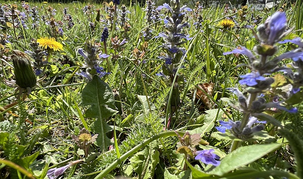 Unkrautrasen im Fr�hjahr mit Kriechendem G�nsel, L�wenzahn und anderen