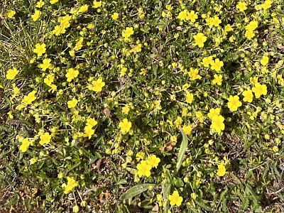 Fingerkraut (Potentilla reptans) am Rand einer Spielwiese