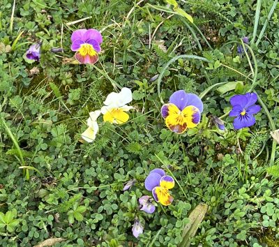 Hornveilchen im Rasen