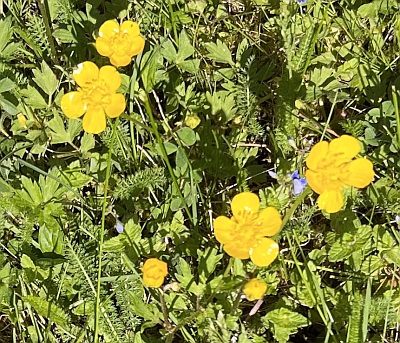 Kriechender Hahnenfu� (Ranunculus repens)