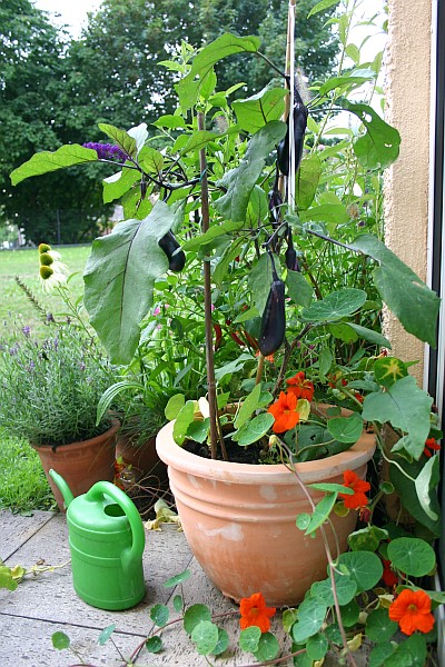 Auch Gemüse sind attraktive Kübelpflanzen. Hier eine Auberginenpflanze umrankt von einer Kapuzinerkresse (deren Blätter und Blüten essbar sind).