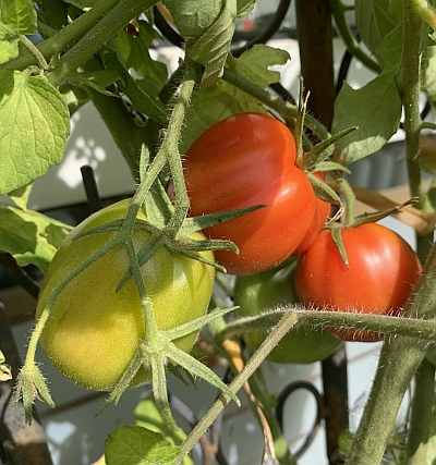 Hochwachsende Tomatensorte Typ Ochsenherz für Beete, aber auch für sehr große Kübel