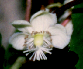 Weiki - weibliche Blüte dieser Mini-Kiwi