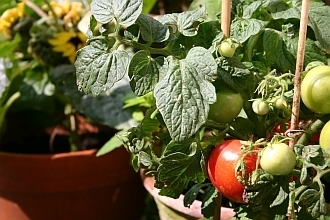 Kompakte Tomatensorte für Töpfe und Balkonkästen
