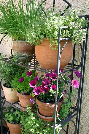 Kräuter und Blumen im Topfregal auf einer Terrasse
