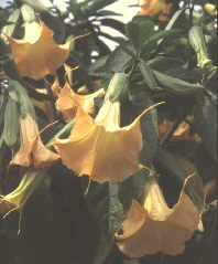 Kübelpflanze Engelstrompete (Brugmansia, früher auch Datura)